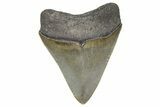 Serrated, Juvenile Megalodon Tooth - Georgia #338742-1